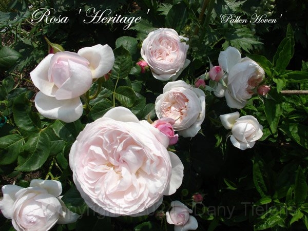 Rosa - Heritage 4.jpg